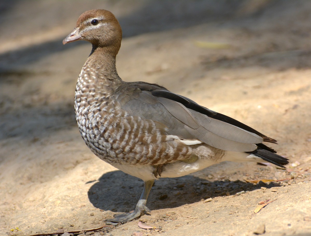 Maned Duck - Mark Nisbet