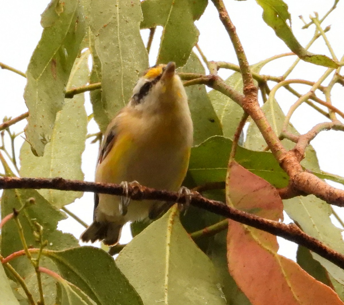 Streifenpanthervogel - ML611521427