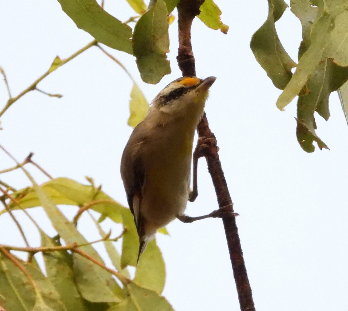 Striated Pardalote - ML611521428