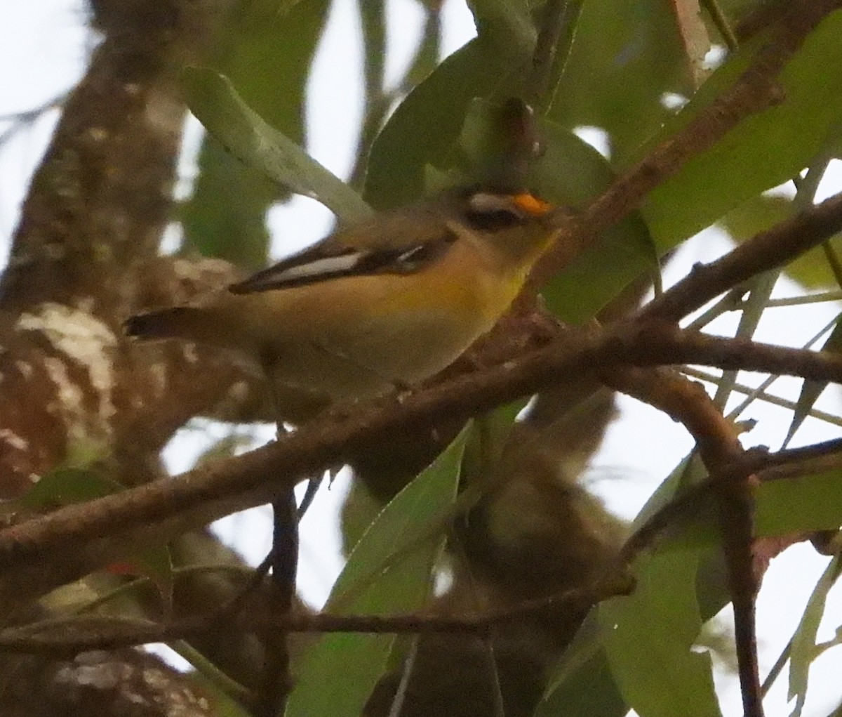 Striated Pardalote - ML611521429