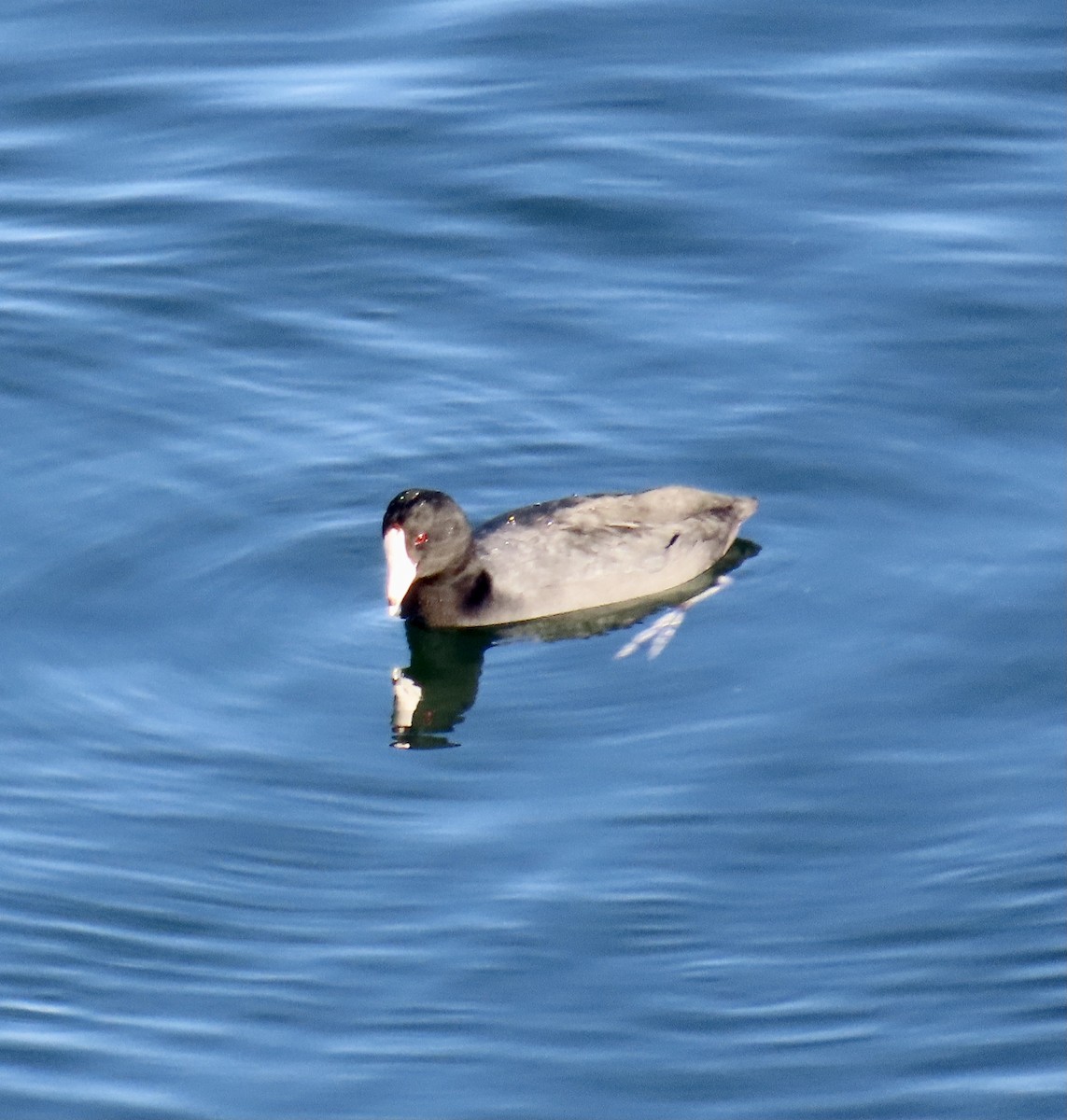 American Coot - ML611521447