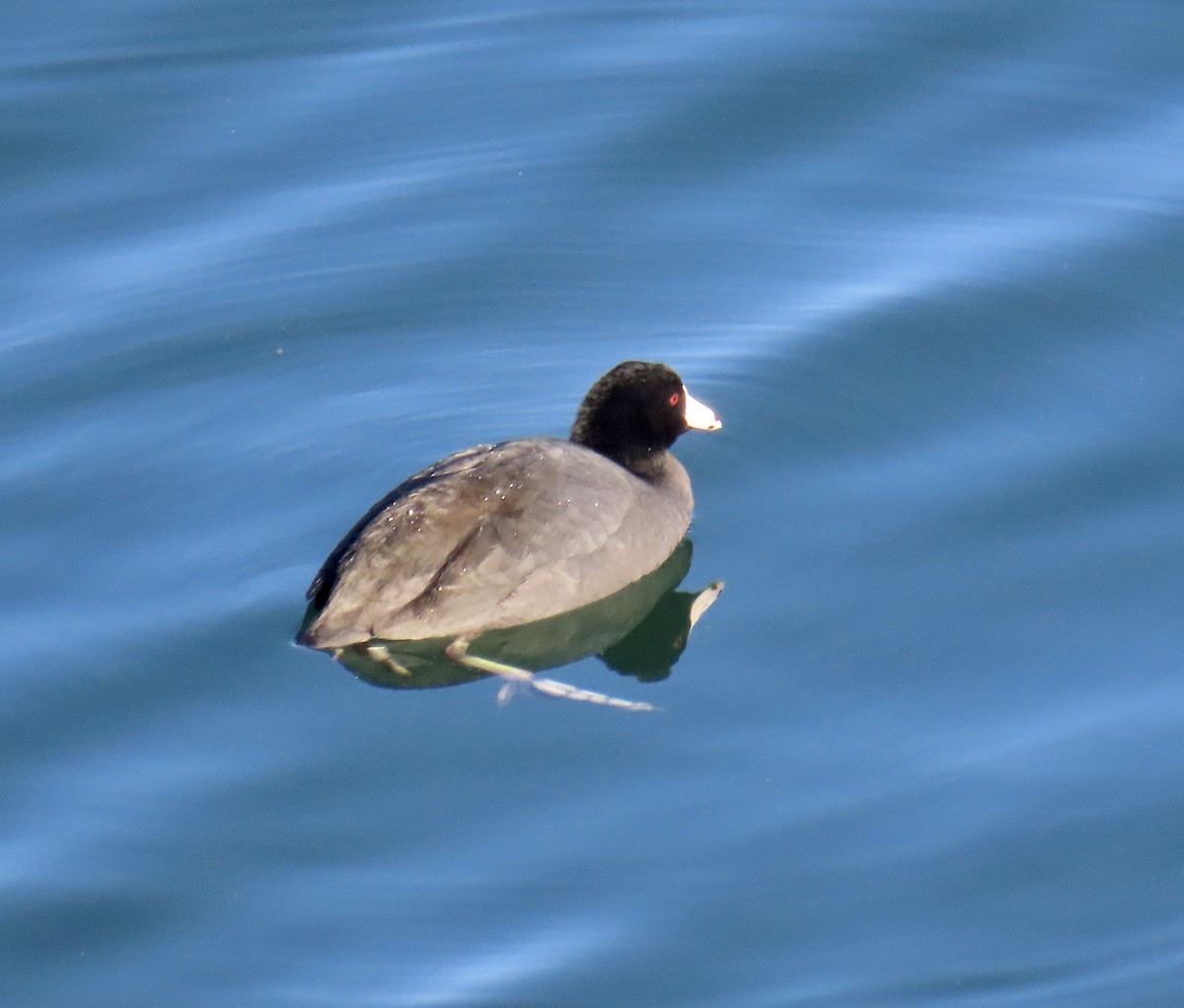 American Coot - Don Witter