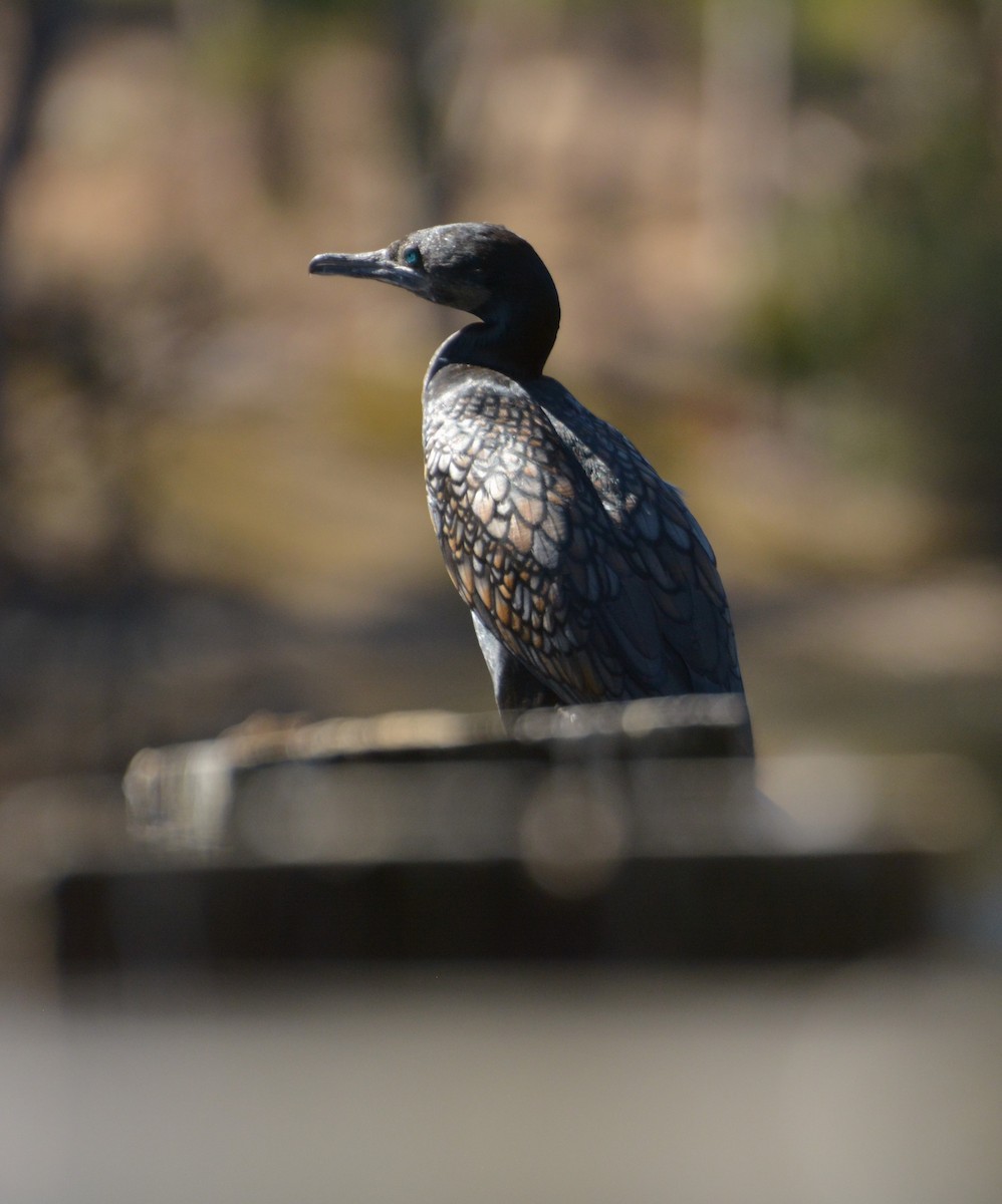 Little Black Cormorant - ML611521451