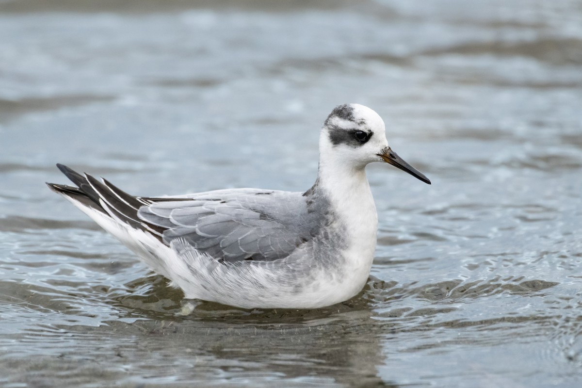 Red Phalarope - ML611521462