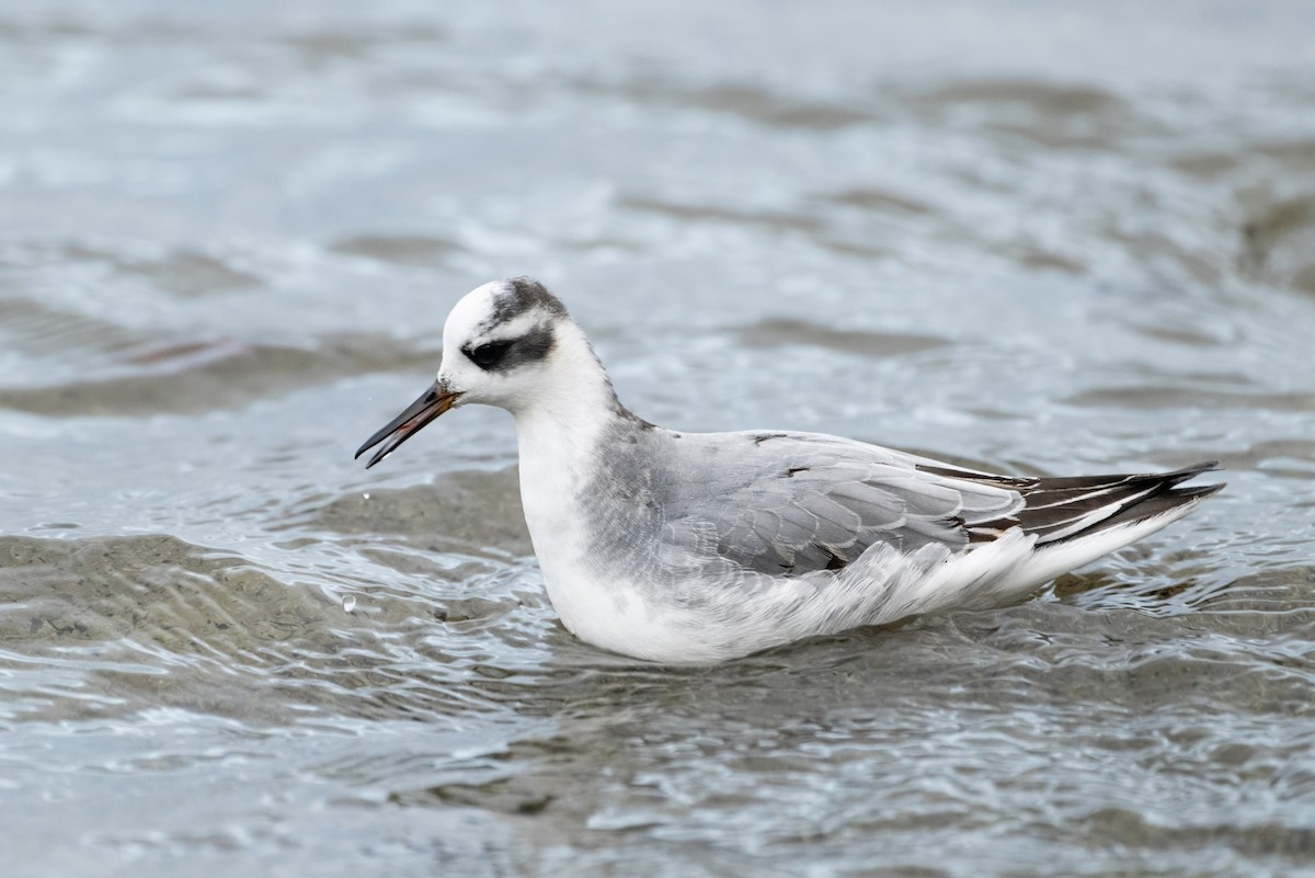 Red Phalarope - ML611521468