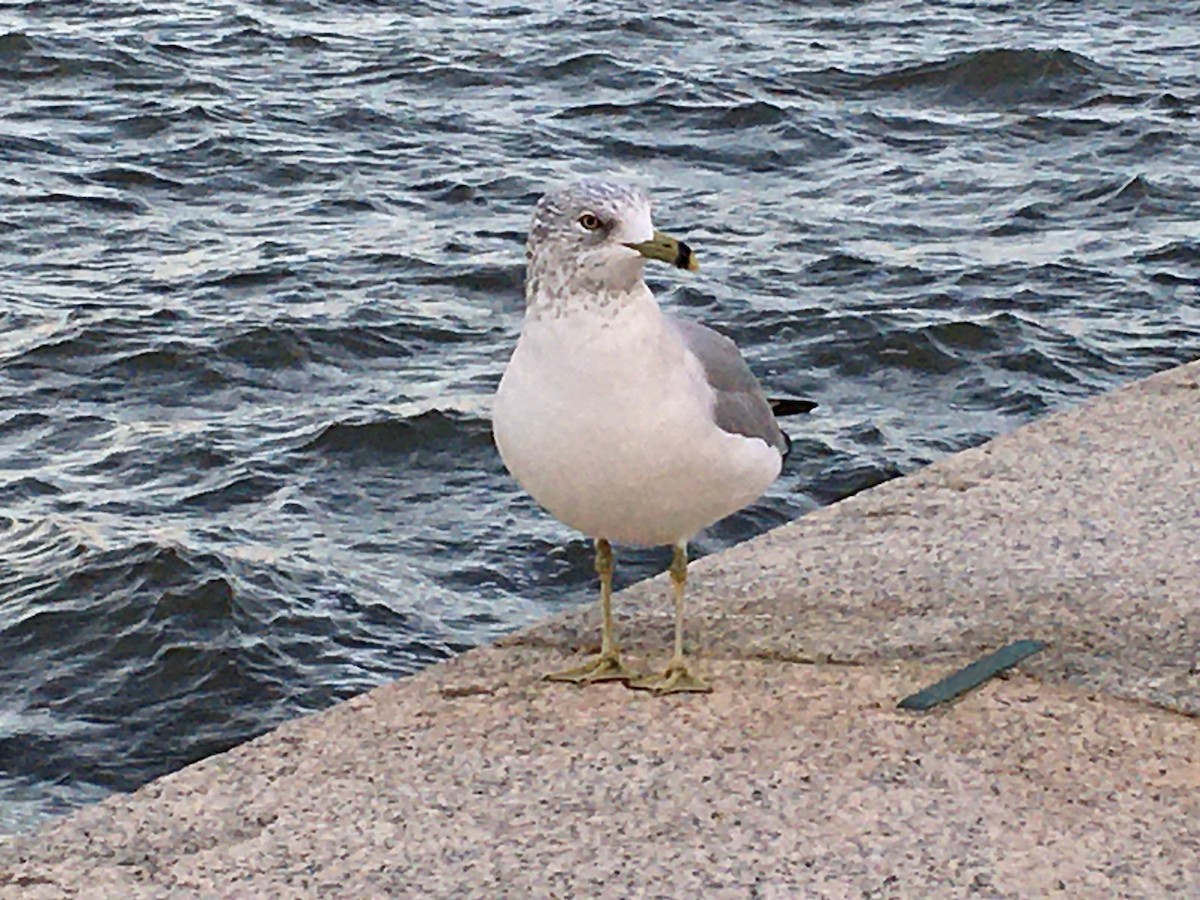 Ring-billed Gull - ML611521478