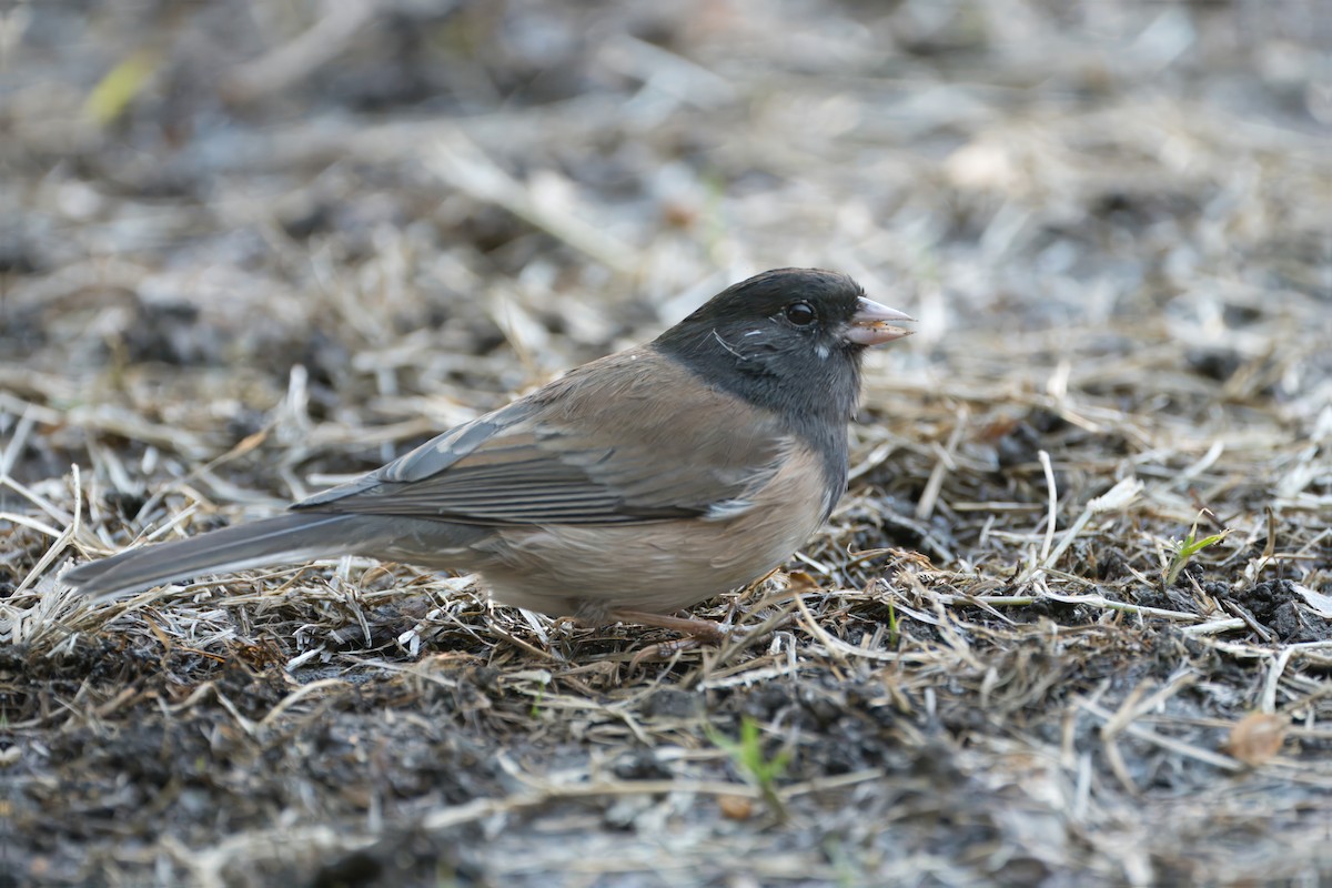 Dark-eyed Junco (Oregon) - ML611521539