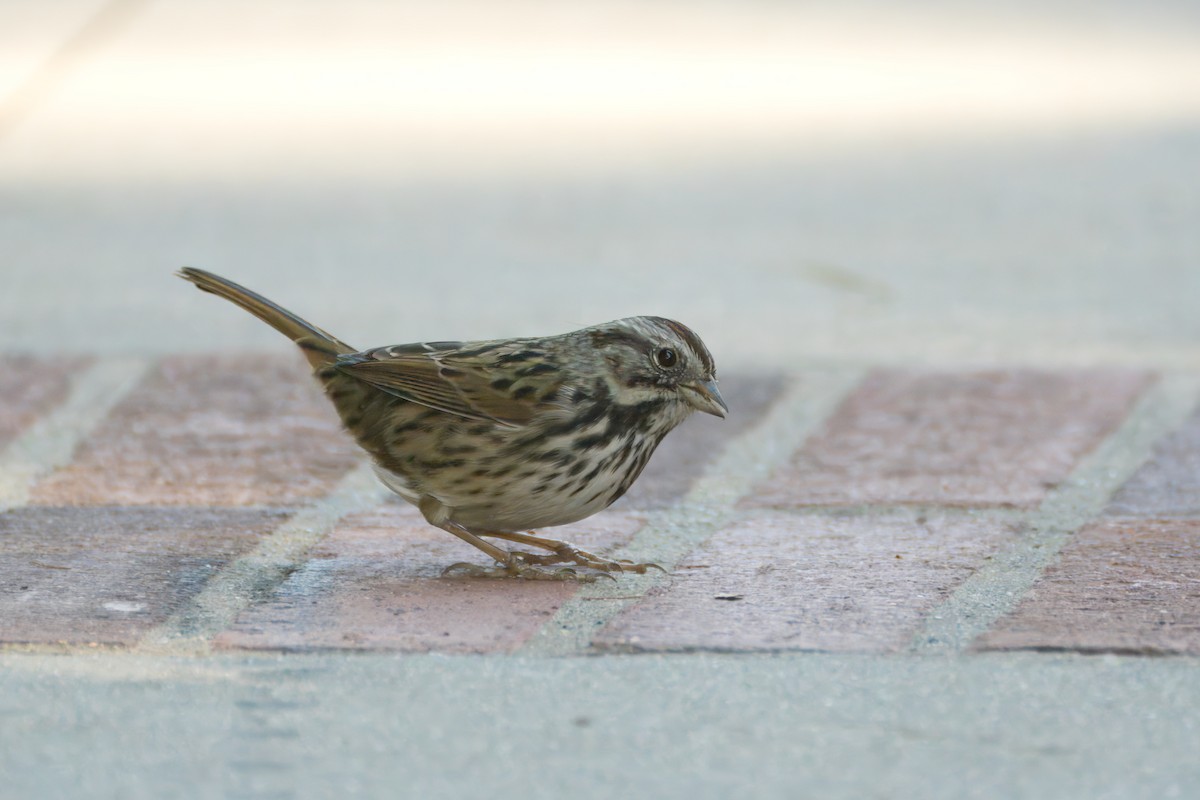 Song Sparrow - ML611521540