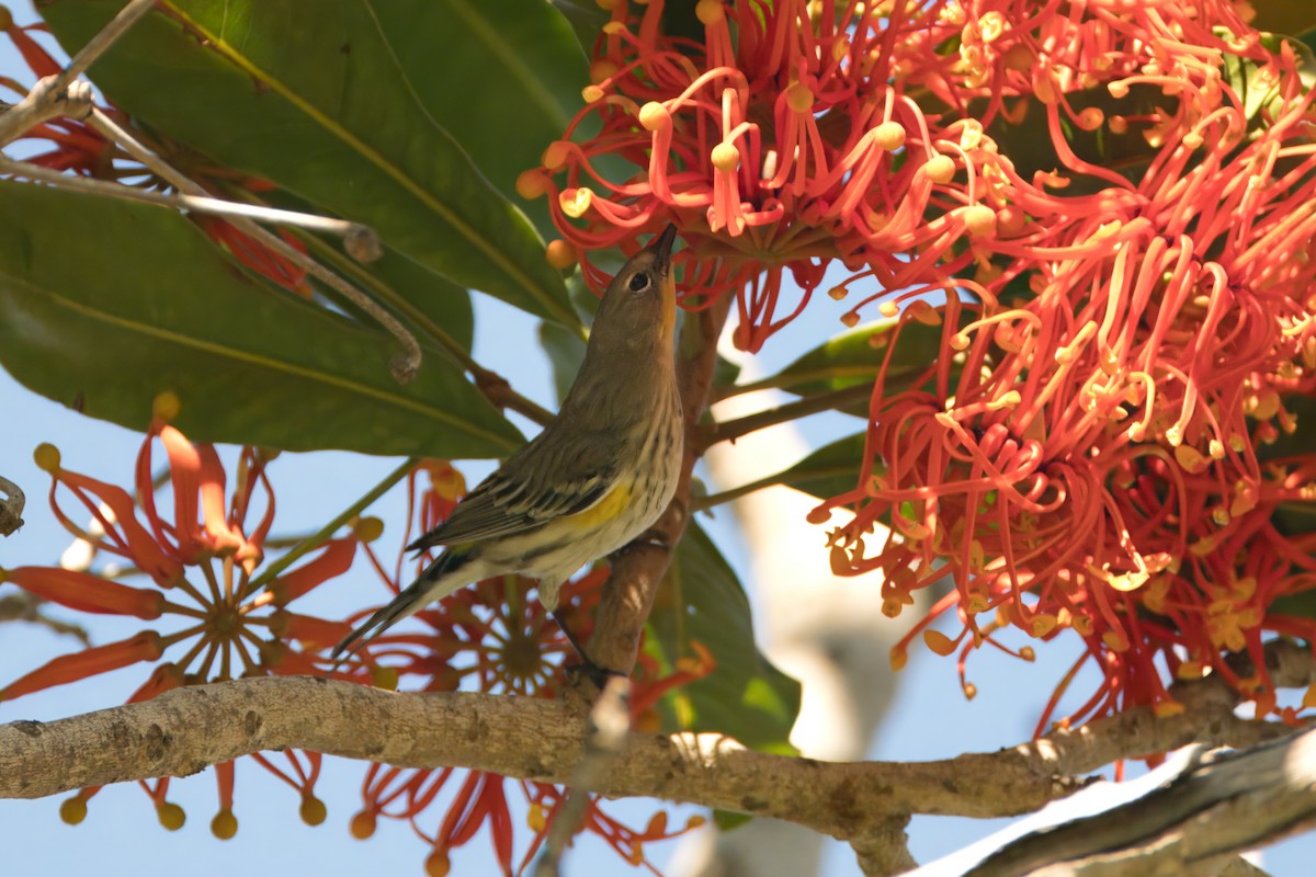 Yellow-rumped Warbler (Audubon's) - ML611521544