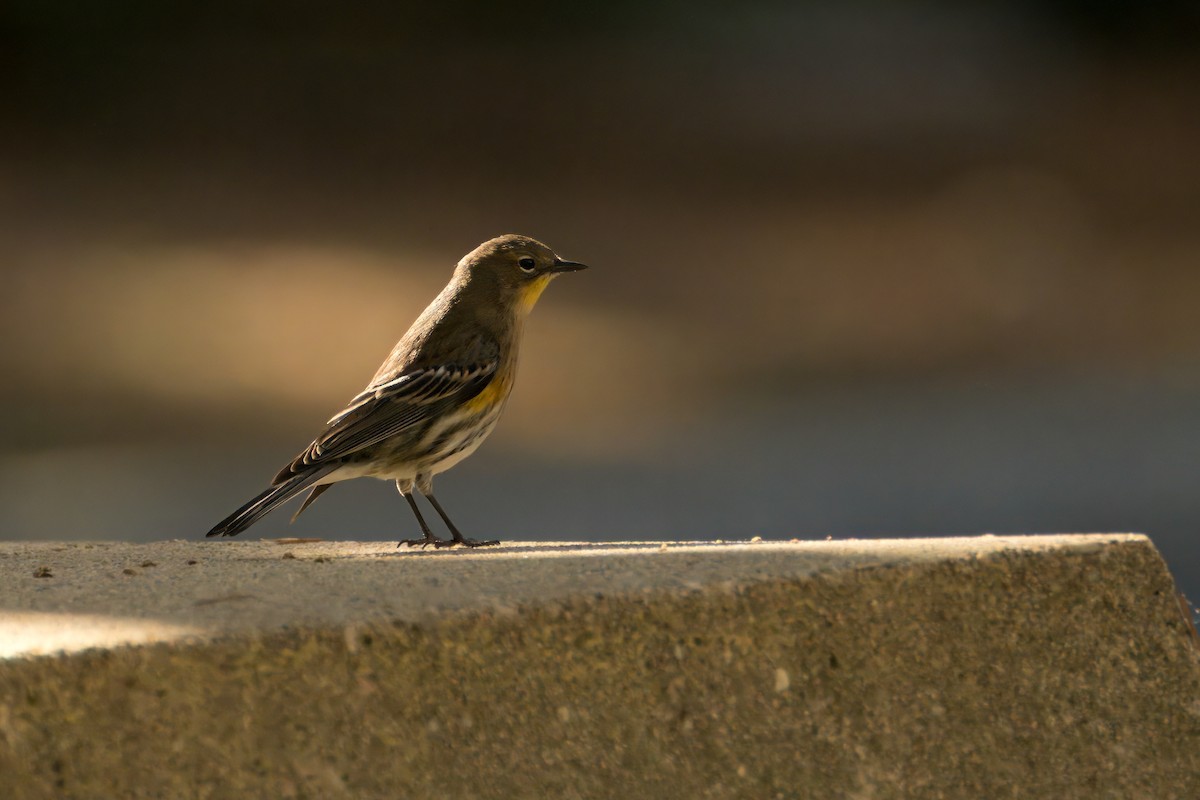 Yellow-rumped Warbler (Audubon's) - ML611521545