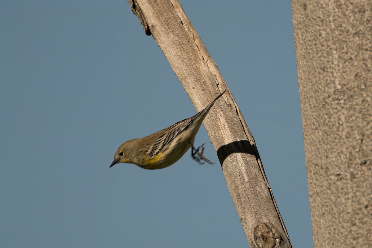 Yellow-rumped Warbler (Audubon's) - ML611521546