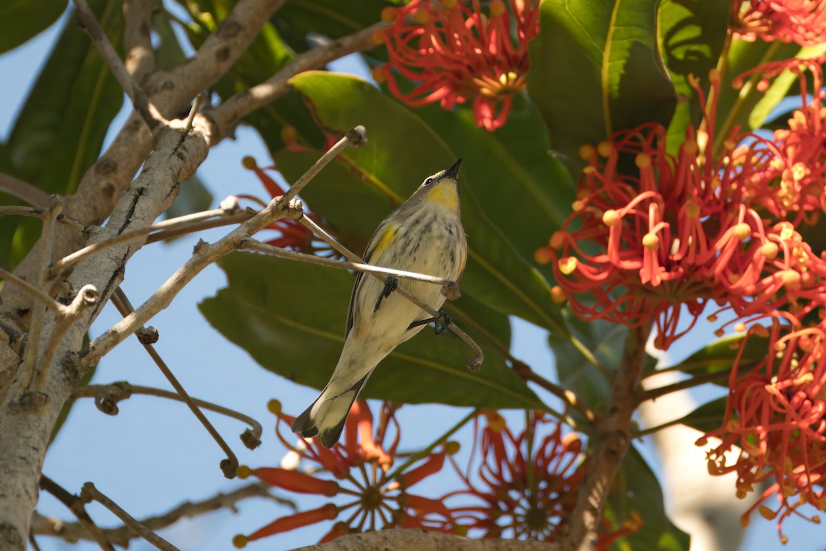 myrteparula (auduboni) (sitronstrupeparula) - ML611521547