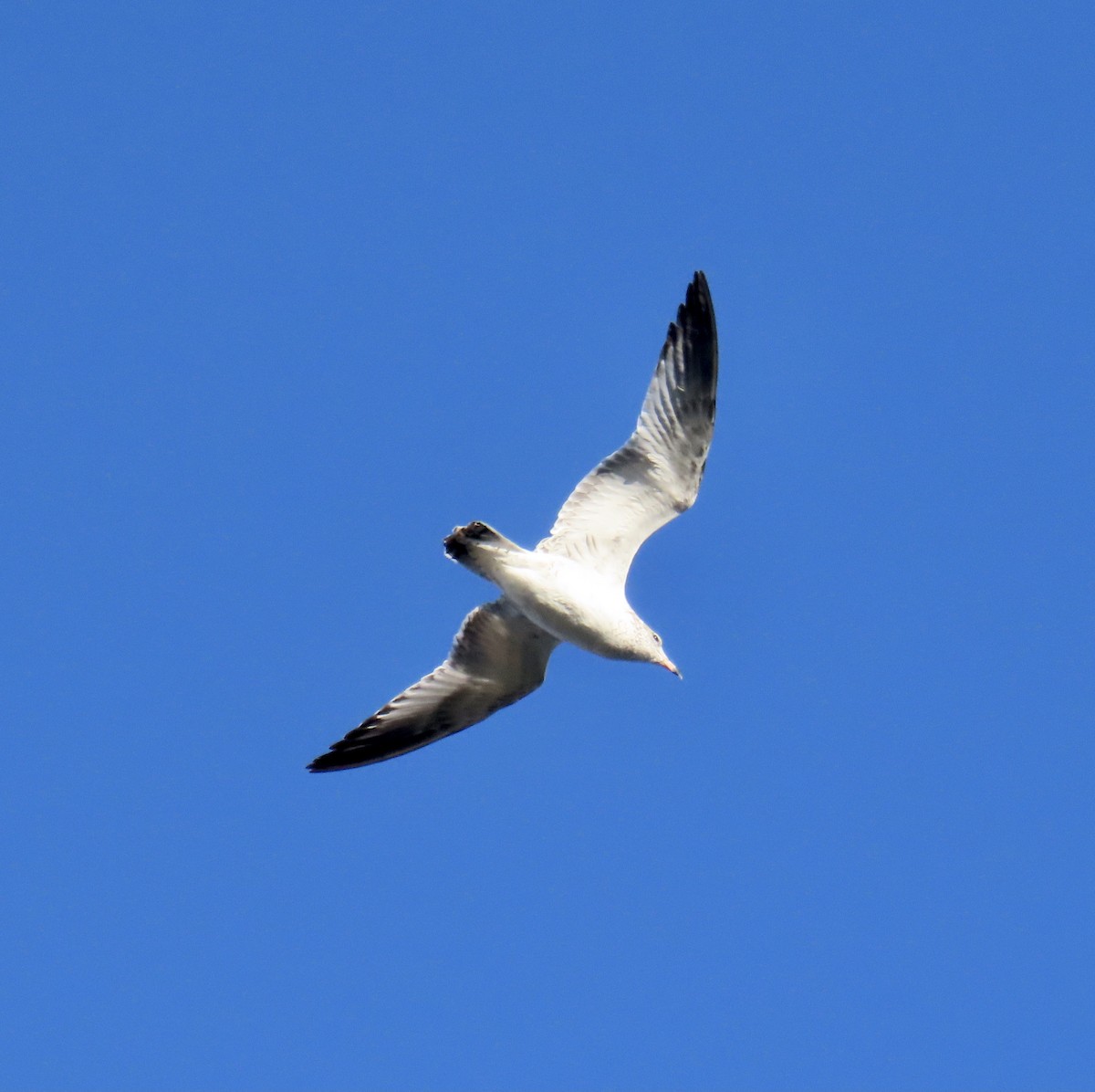 Ring-billed Gull - Don Witter