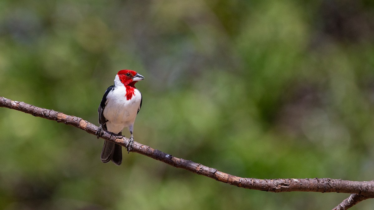 Red-cowled Cardinal - ML611521633