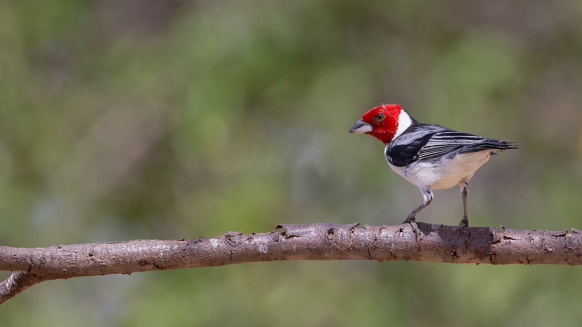 Red-cowled Cardinal - ML611521640