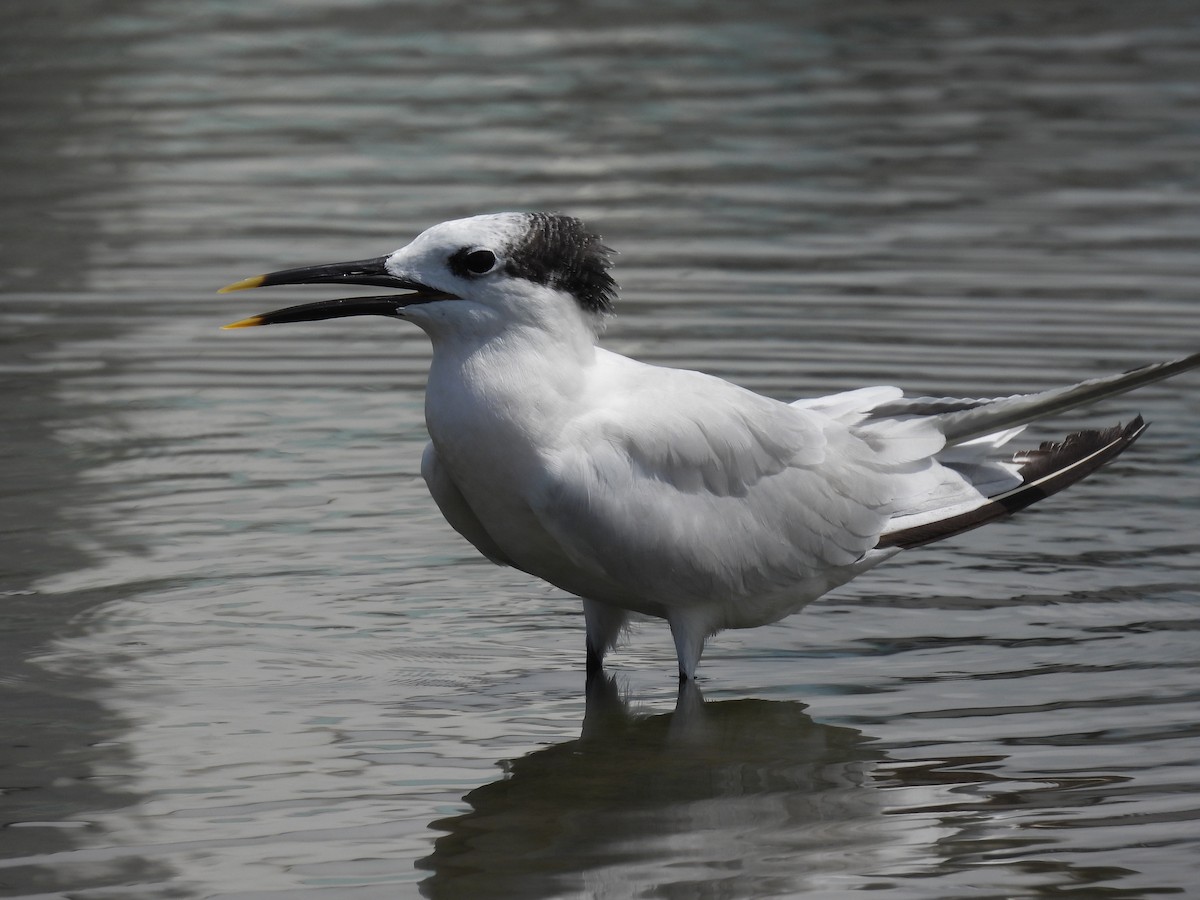 Sandwich Tern - Jorge Alcalá