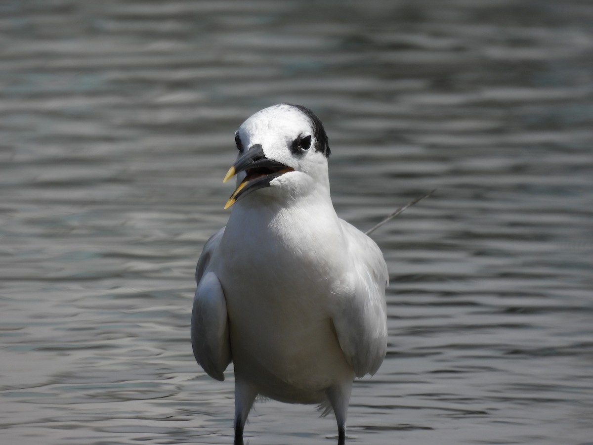 Sandwich Tern - ML611521643