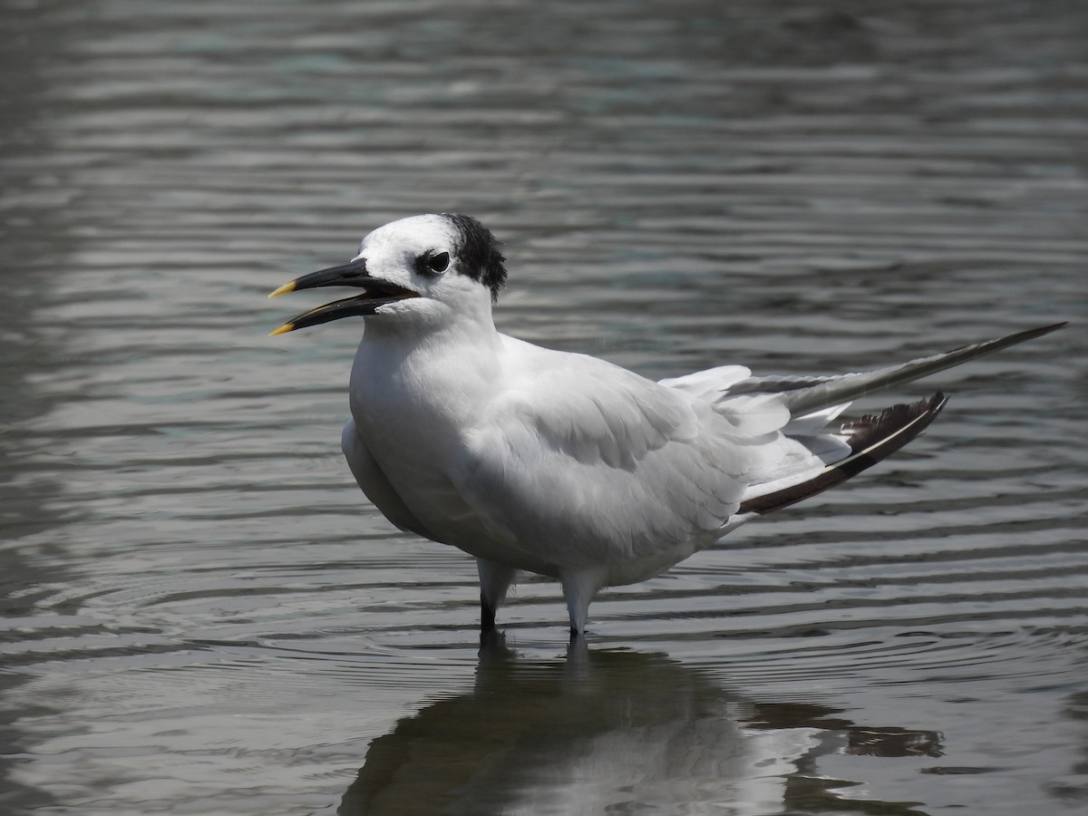 Sandwich Tern - Jorge Alcalá