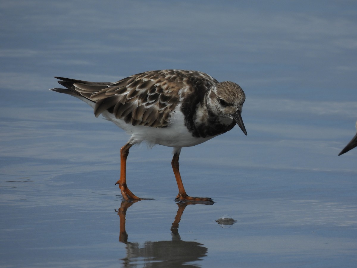 Ruddy Turnstone - ML611521666