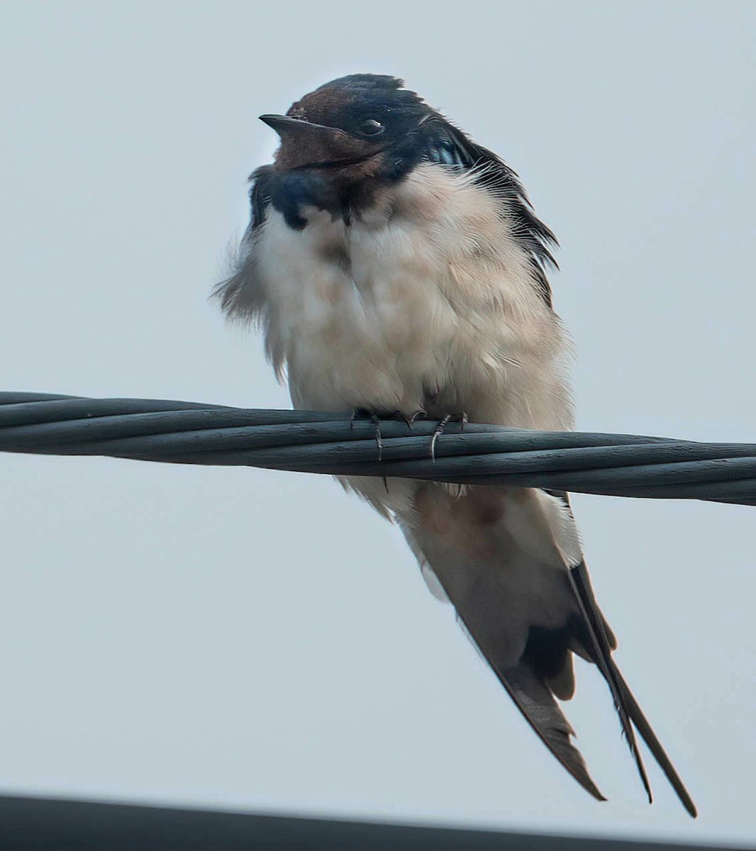 Barn Swallow - ML611521927