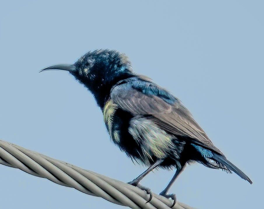 Purple Sunbird - ML611521939