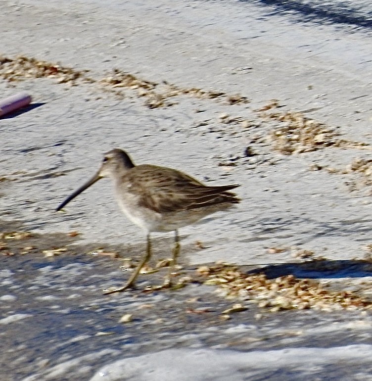Long-billed Dowitcher - ML611521950