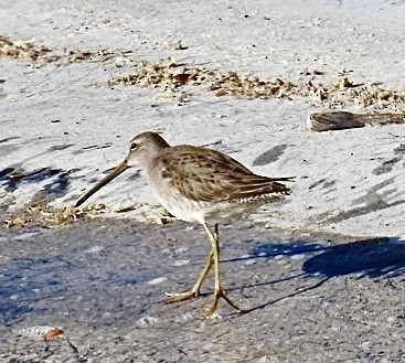 Long-billed Dowitcher - ML611521951