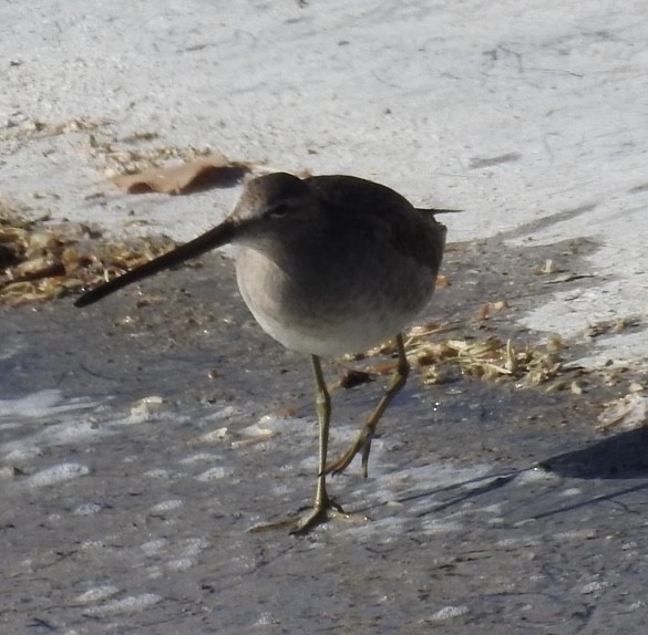 Long-billed Dowitcher - ML611521952
