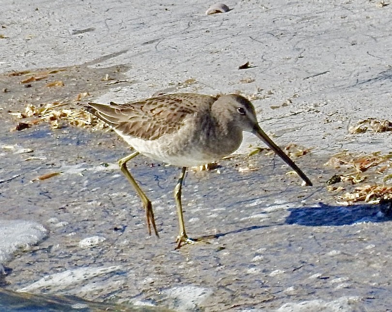 Long-billed Dowitcher - ML611521953