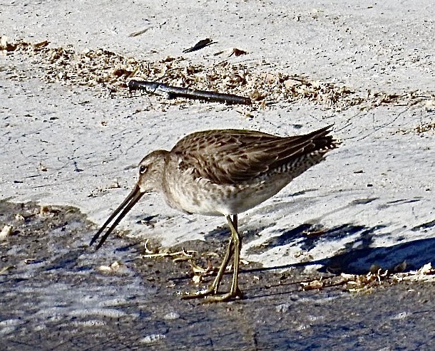 Long-billed Dowitcher - ML611521954