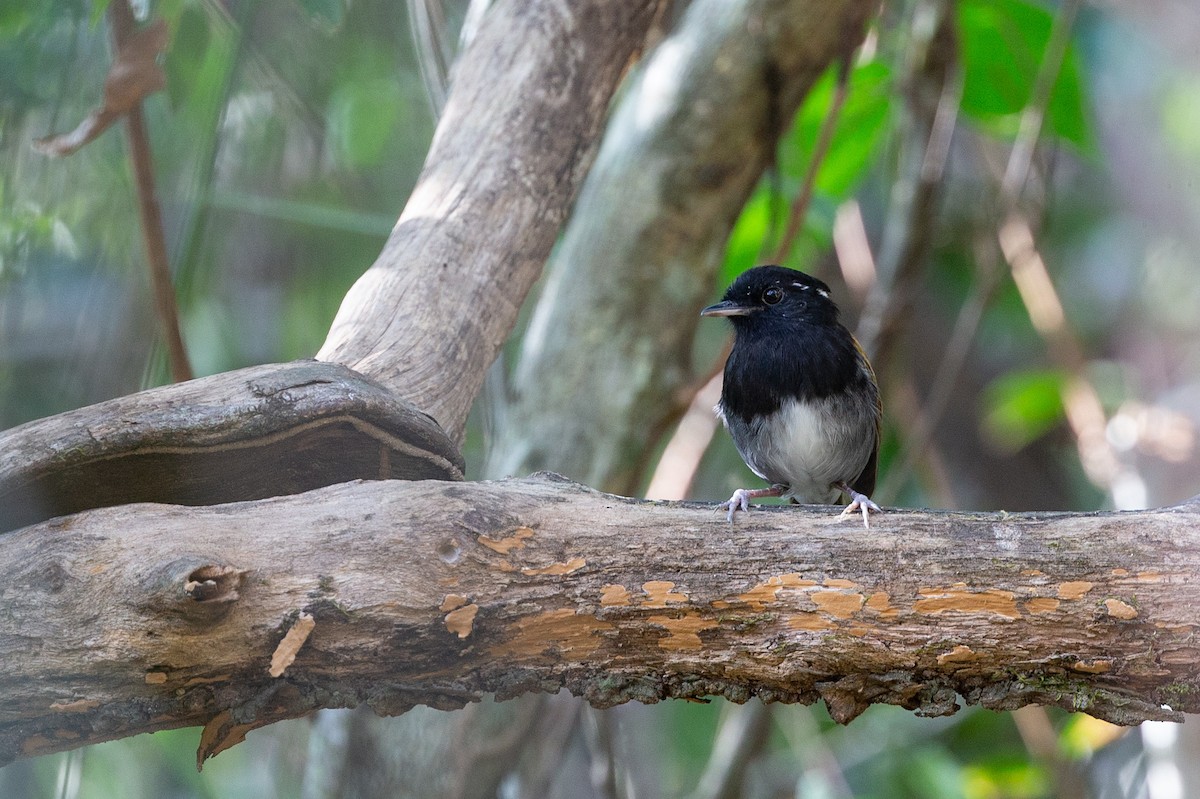 Hooded Gnateater - ML611522002