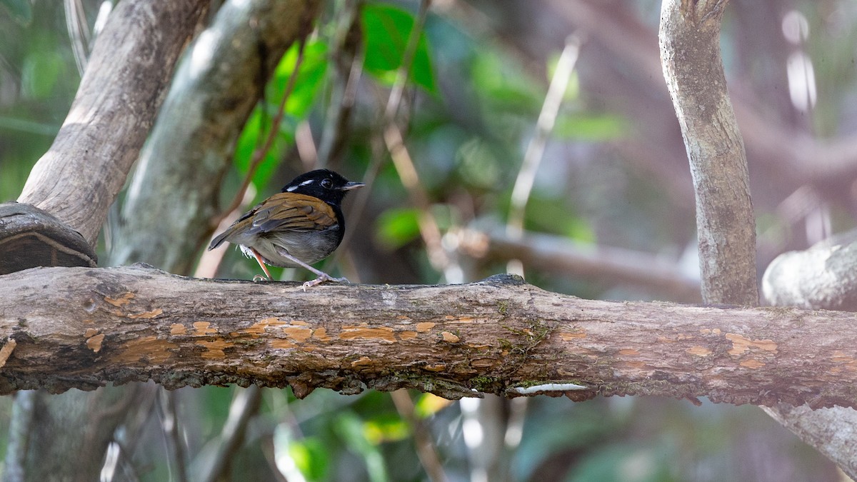 Hooded Gnateater - ML611522005