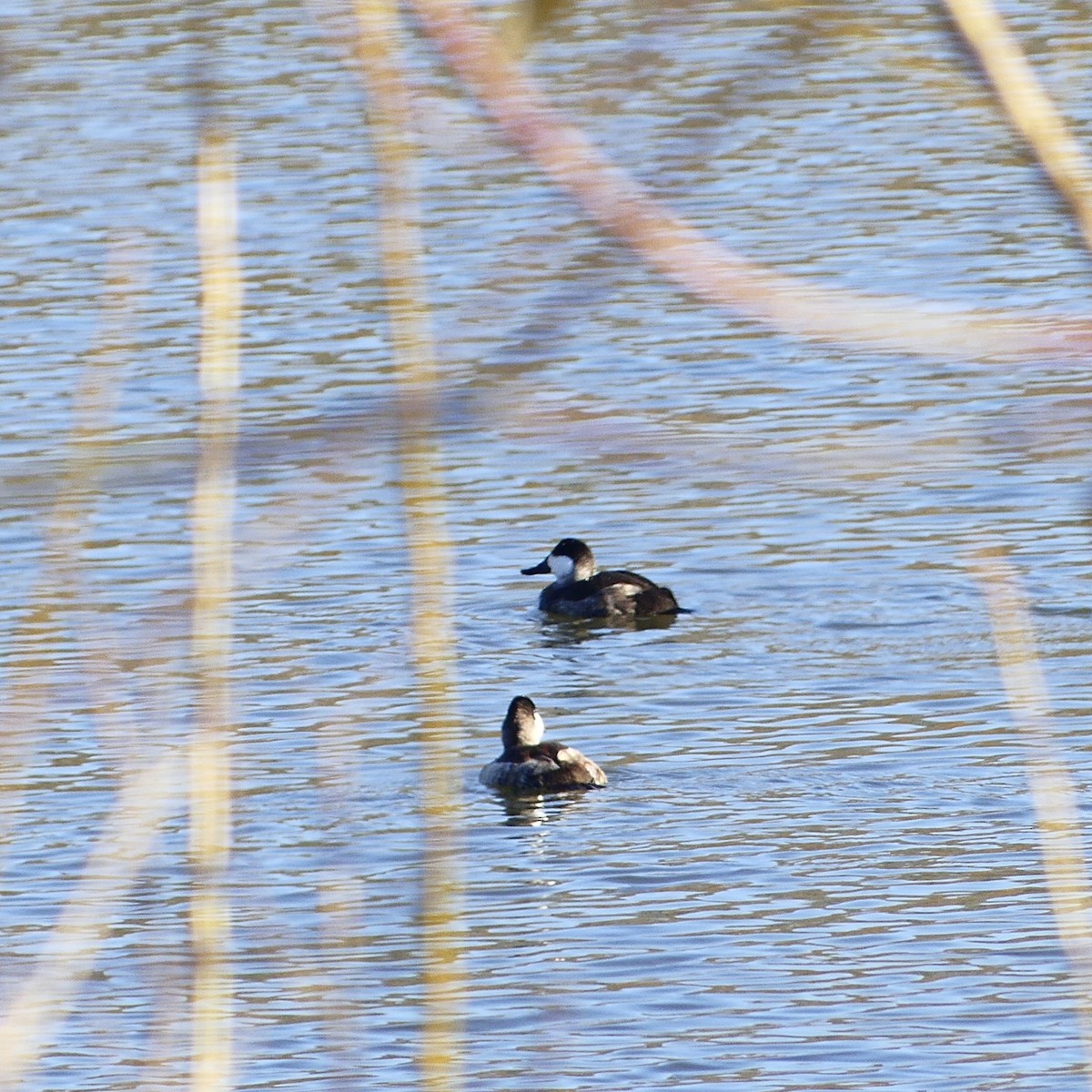 Ruddy Duck - Aissa C.