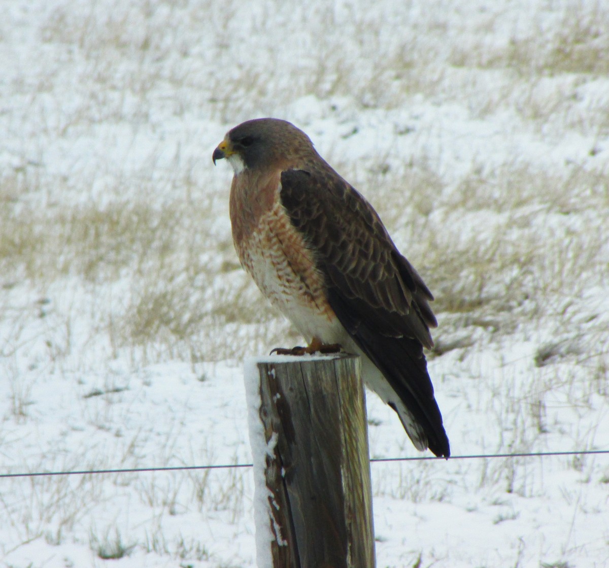 Swainson's Hawk - Sandy Winkler