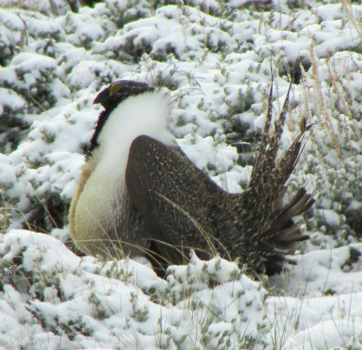 Greater Sage-Grouse - Sandy Winkler