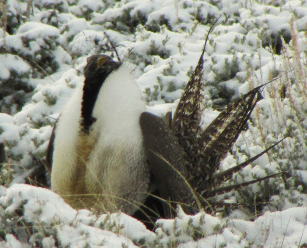 Greater Sage-Grouse - Sandy Winkler