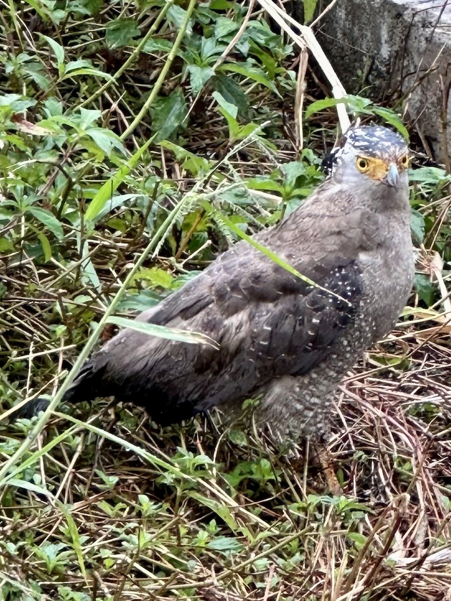 Crested Serpent-Eagle (Ryukyu) - ML611522156