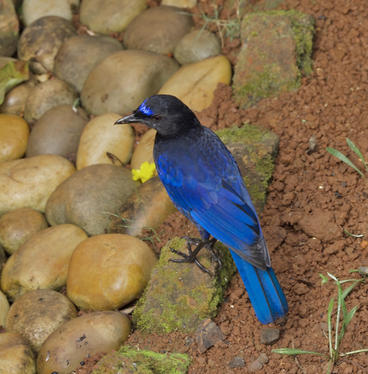 Малабарская синяя птица - ML611522187