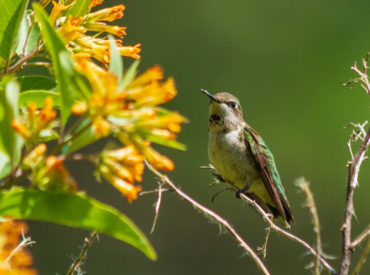 Ruby-throated Hummingbird - ML611522344