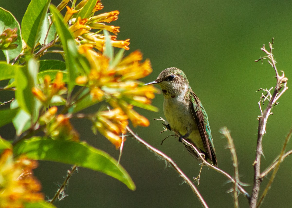 Ruby-throated Hummingbird - ML611522349