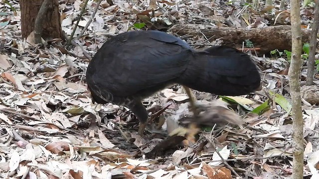 Australian Brushturkey - ML611522377