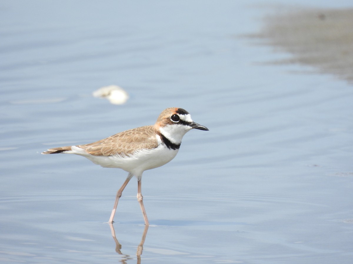 Collared Plover - Jorge Alcalá