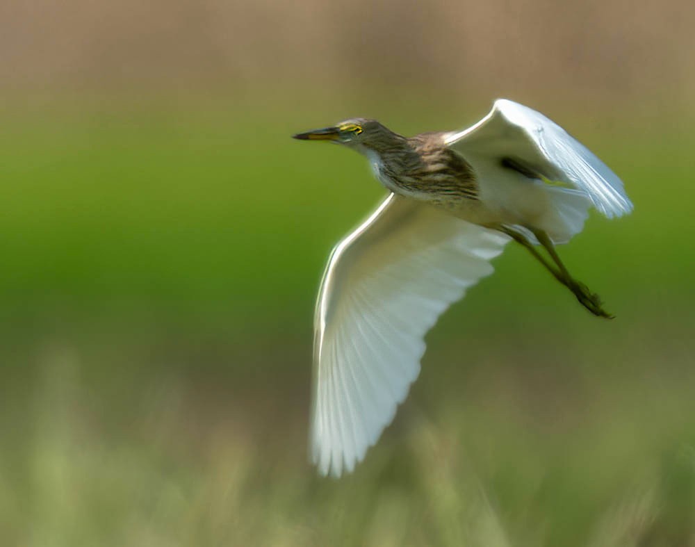 Chinese Pond-Heron - ML611522419