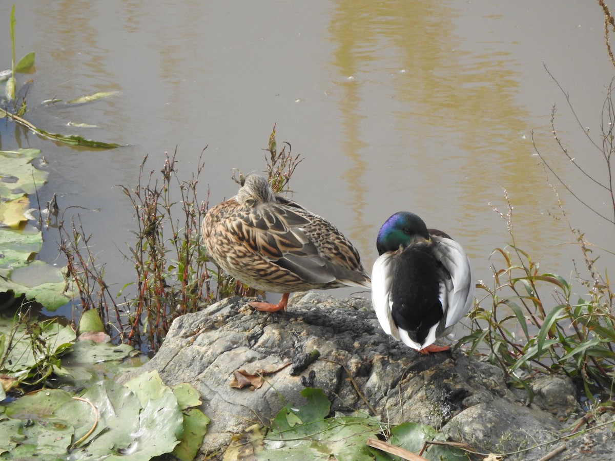 Mallard - David Eddington