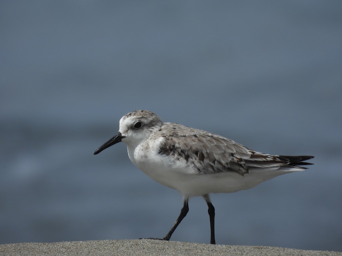 Sanderling - Jorge Alcalá