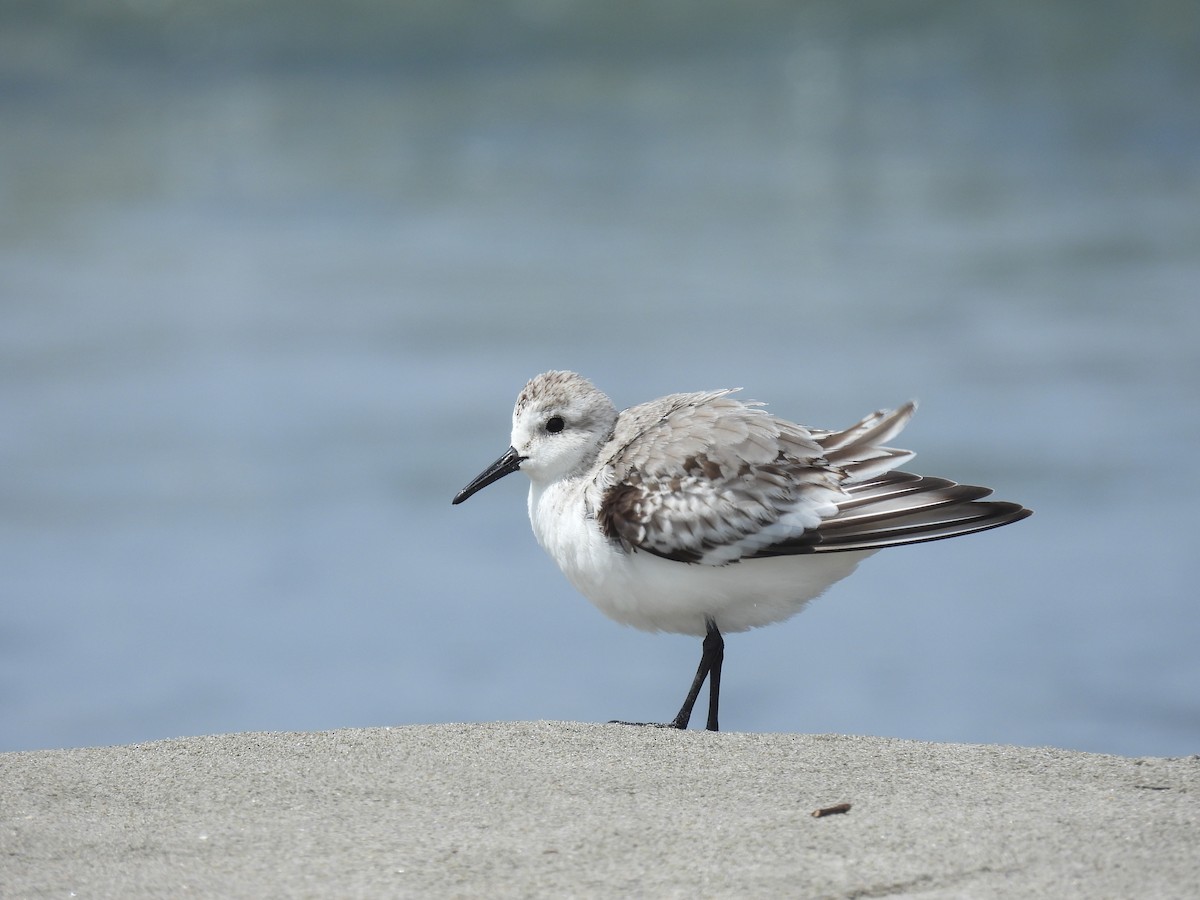 Sanderling - Jorge Alcalá