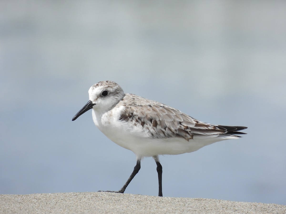 Sanderling - Jorge Alcalá