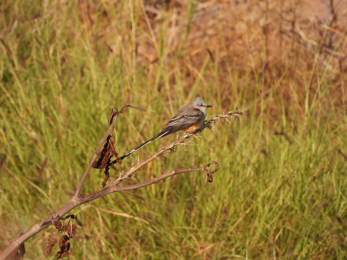 Scissor-tailed Flycatcher - ML611522439