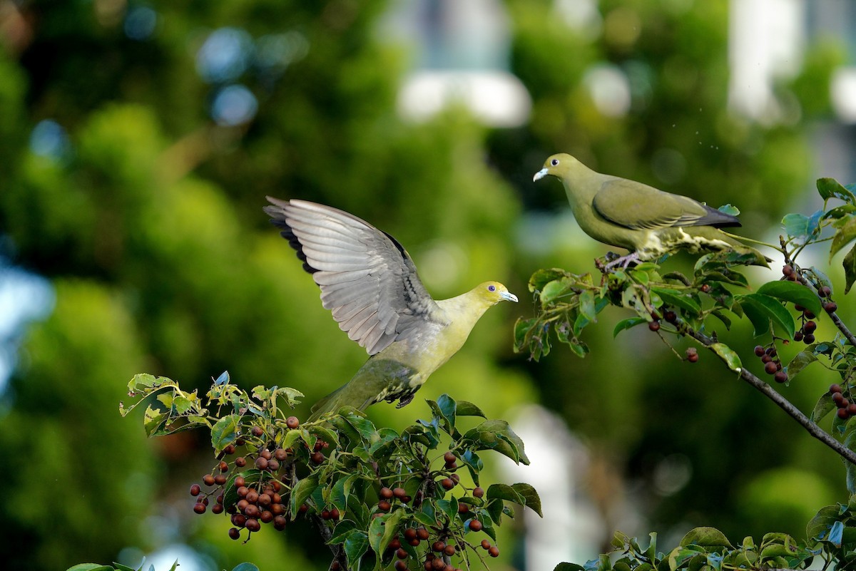 Whistling Green-Pigeon - ML611522482