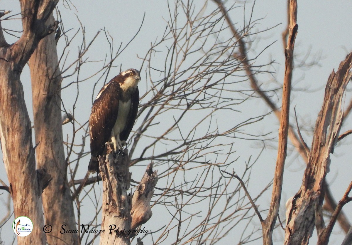 Osprey (haliaetus) - Santi St